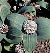 ALLIUM KARATAVIENSE