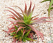 ALOE DOROTHEAE