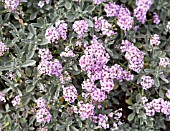 ALYSSUM SPINOSUM ROSEUM