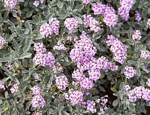 ALYSSUM_SPINOSUM_ROSEUM