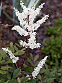 ASTILBE ELLIE