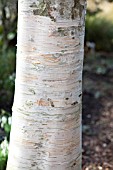 BETULA UTILIS JERMYNS