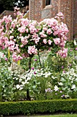 ROSA BALLERINA AT CHENIES MANOR, BUCKINGHAMSHIRE