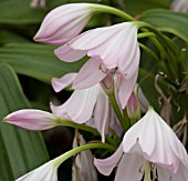 CRINUM MOOREI