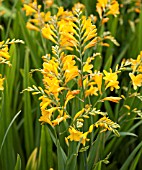 CROCOSMIA HONEY ANGELS