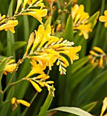 CROCOSMIA HONEY ANGLES