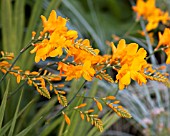 CROCOSMIA WALBERTON YELLOW