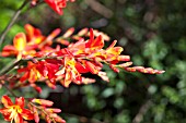 CROCOSMIA CROCOSMIFLORA SARACEN