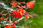 CROCOSMIA CROCOSMIFLORA SARACEN