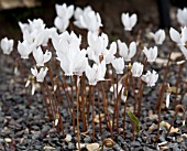 CYCLAMEN HEDERIFOLIUM VAR ALBA