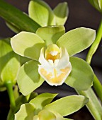 CYMBIDIUM LITTLE BIG HORN