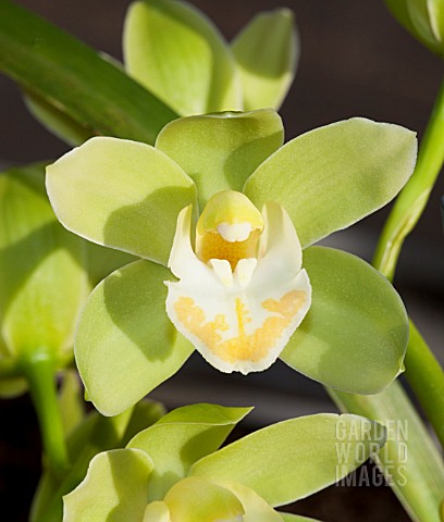 CYMBIDIUM_LITTLE_BIG_HORN