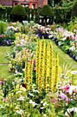 VERBASCUM AT CHENIES MANOR, BUCKINGHAMSHIRE