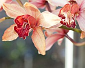 CYMBIDIUM LOCH HELEN