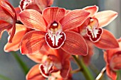 CYMBIDIUM SANDRIDGE TORCH