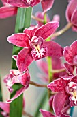 CYMBIDIUM STRATHAVEN LEWIS