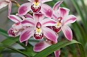 CYMBIDIUM GLENEAGLES COOKSBRIDGE ADVENT