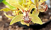 CYMBIDIUM PUTANA X LADY MCALPINE