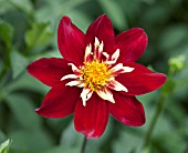 DAHLIA CHIMBORAZO