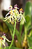 ENCYCLIA COCHLEATA