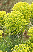 EUPHORBIA CHARACIAS SSP WULFENII