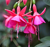 FUSCHIA DISPLAY