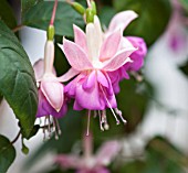 FUSCHIA ROSE OF DENMARK