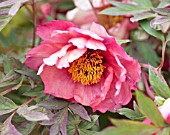 PAEONIA MADAME LOUIS HENRY