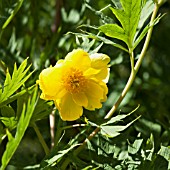 PAEONIA LUTEA VAR LUDLOWII