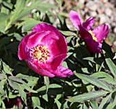 PAEONIA MASCULA SSP ARIETINA