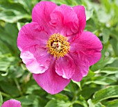 PAEONIA OFFICINALIS SSP BANATICA