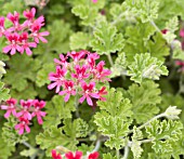 PELARGONIUM CONCOLOUR LACE