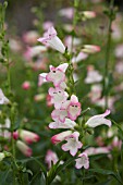 PENSTEMON THORN