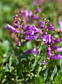 PENSTEMON BARRETTIAE