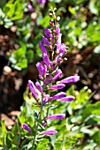 PENSTEMON BARRETTIAE