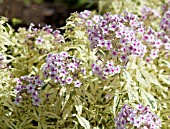 PHLOX PANICULATA NORAH LEIGH