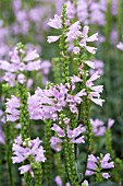 PHYSOSTEGIA VIRGINIANA SUMMER SPIRE