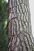 PINUS PINEA - BARK