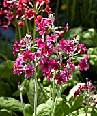 PRIMULA JAPONICA MILLERS CRIMSON