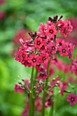 PRIMULA JAPONICA