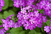 PRIMULA SIEBOLDII CHERUBIM