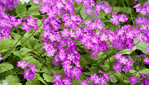 PRIMULA_SIEBOLDII_CHERUBIM