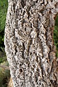 QUERCUS SUBER - BARK