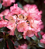 RHODODENDRON BAMBI