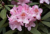 RHODODENDRON BASHFUL