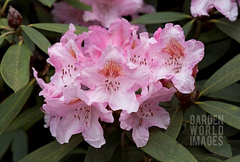 RHODODENDRON_BASHFUL