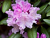 RHODODENDRON CAROLINE ALLBROOK