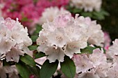 RHODODENDRON DREAMLAND