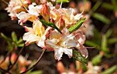 RHODODENDRON FENELON