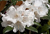 RHODODENDRON HYDON VELVET